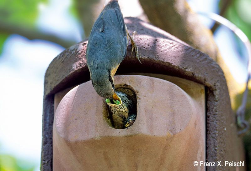 Naturschutzprodukt Satz 2 Stück Nisthöhle Typ 2GR rot oval Flugloch 30x45 mm Katzen- und Maderschutz