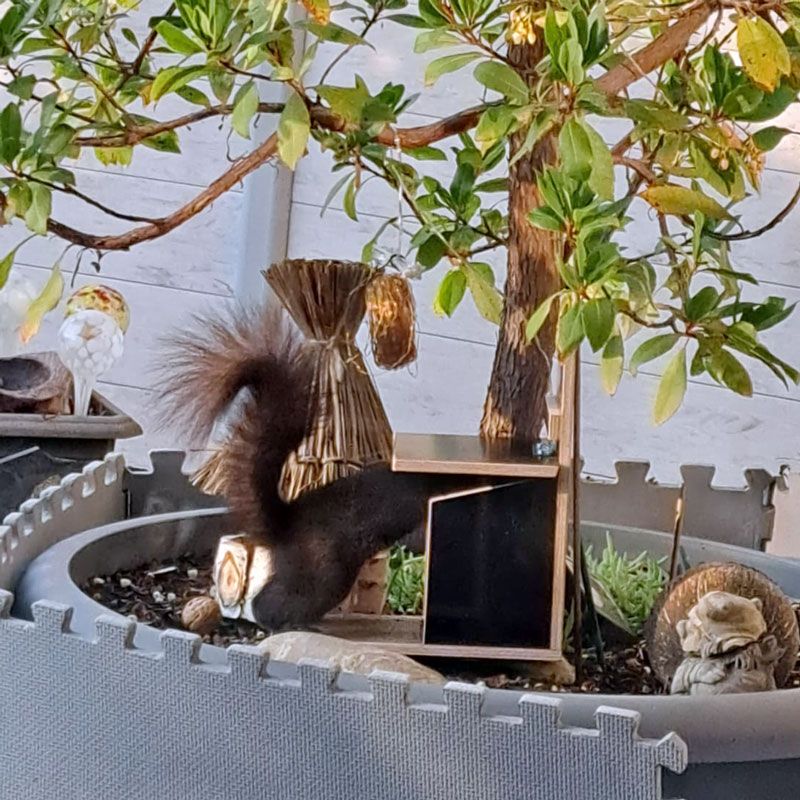 Naturschutzprodukt Futterautomat für Eichhörnchen mit Futter (500 g) Futterstation aus Holz