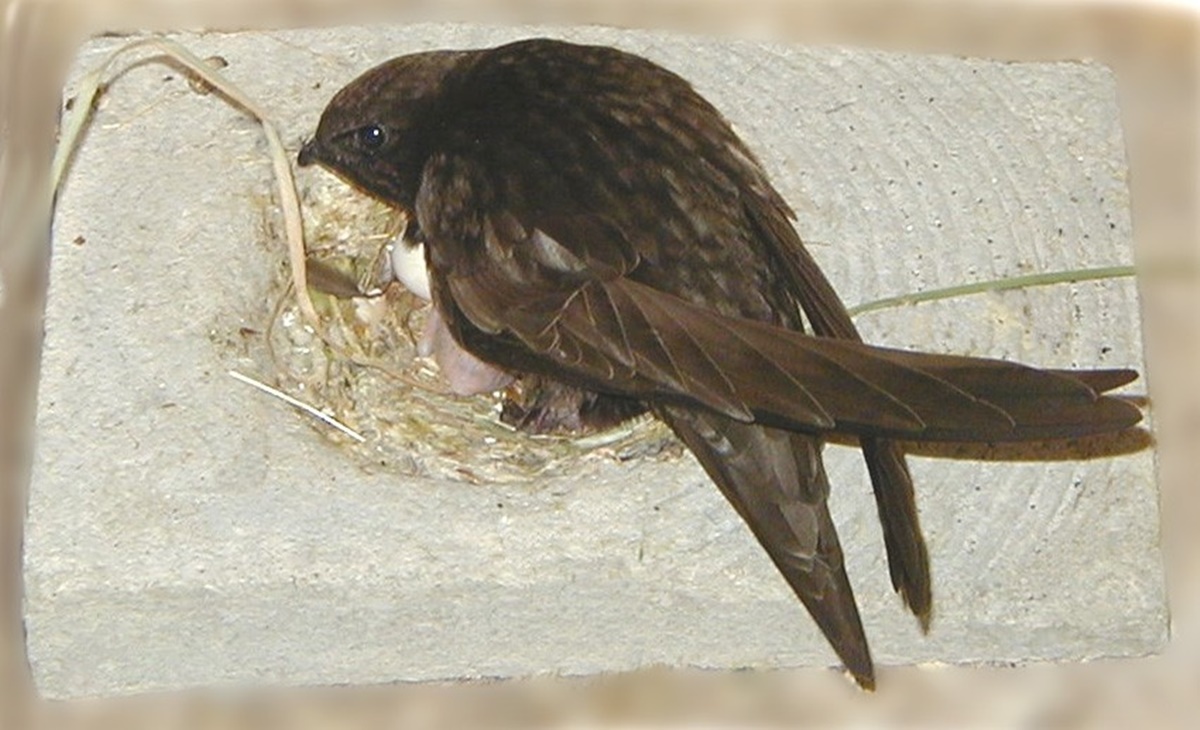 Naturschutzprodukt Zubehör Nestmulde für Mauersegler passend zu 16 16S 1MF