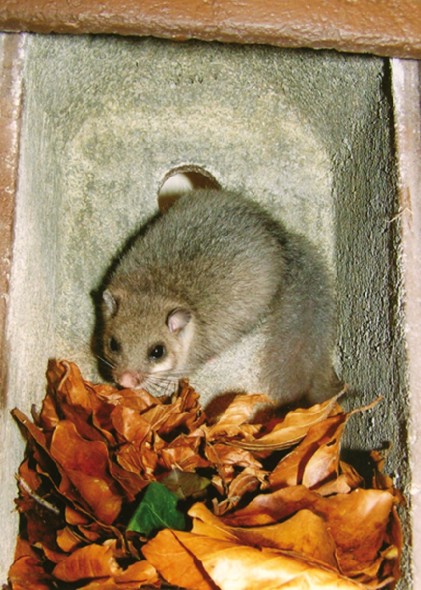 Naturschutzprodukt Schläferkobel Typ 1KS räubersicher Einschlupfloch 40 mm