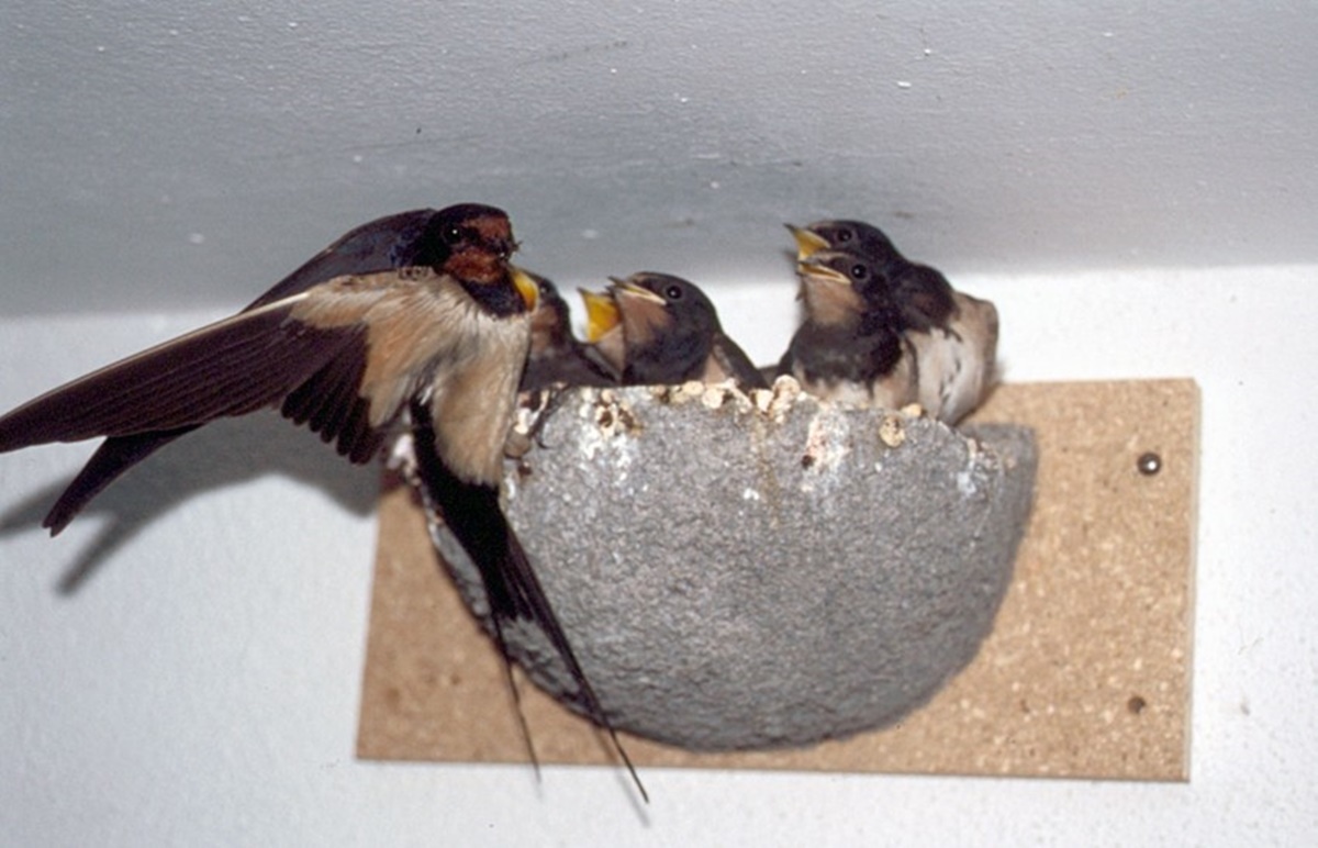 Naturschutzprodukt Rauchschwalbennest-Einzelnest Typ Nr. 10 Artenschutz Produkt napfförmig