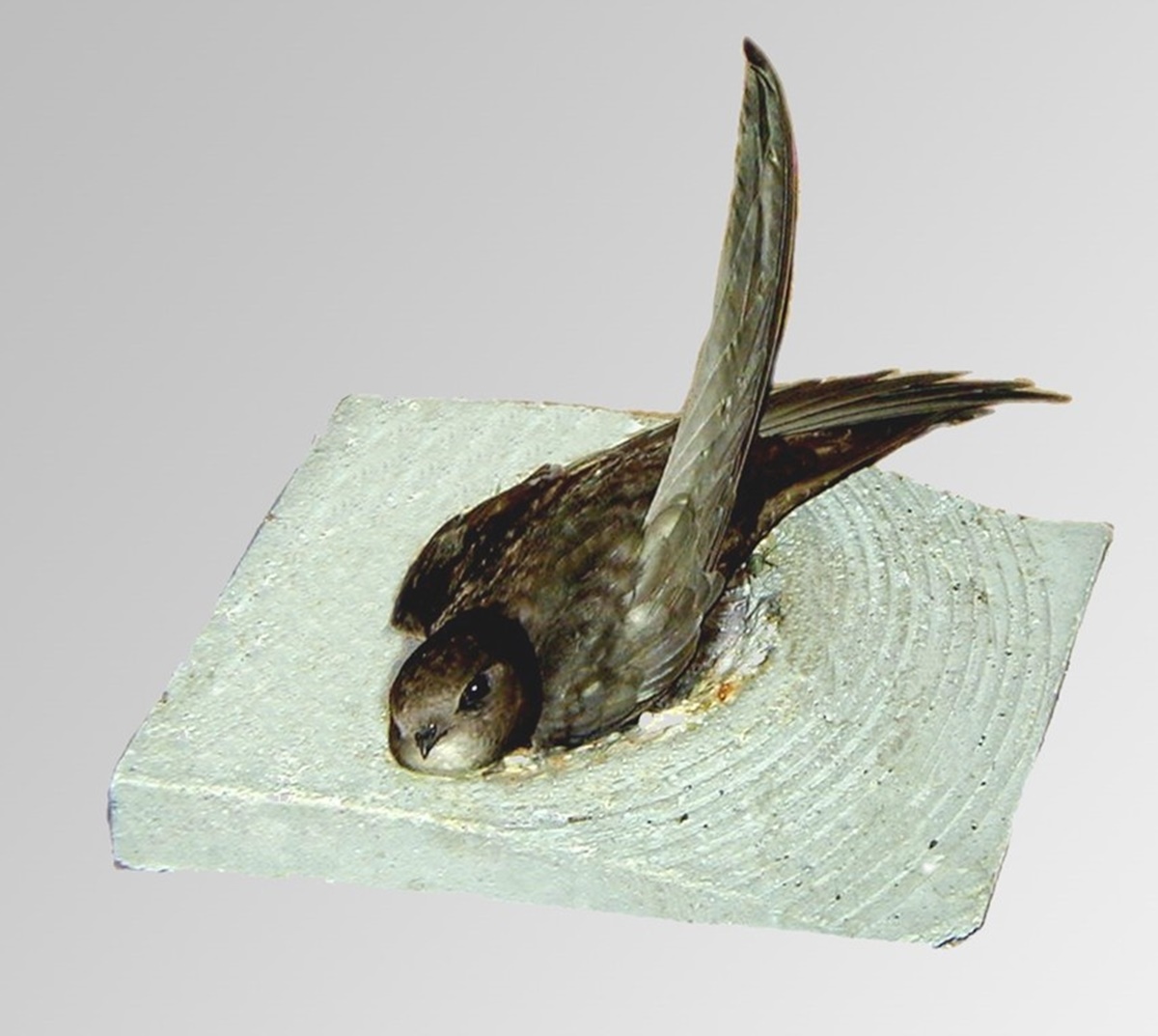 Naturschutzprodukt Zubehör Nestmulde für Mauersegler passend zu 16 16S 1MF