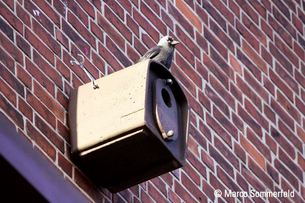 Naturschutzprodukt Dohlennisthöhle Typ 29 Nisthilfe für Koloniebrüter Dohlen Holzbeton
