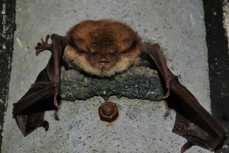 Naturschutzprodukt Fledermaushöhlen 2F Satz 2 Stück mit doppelter Vorderwand Artenschutz Produkt