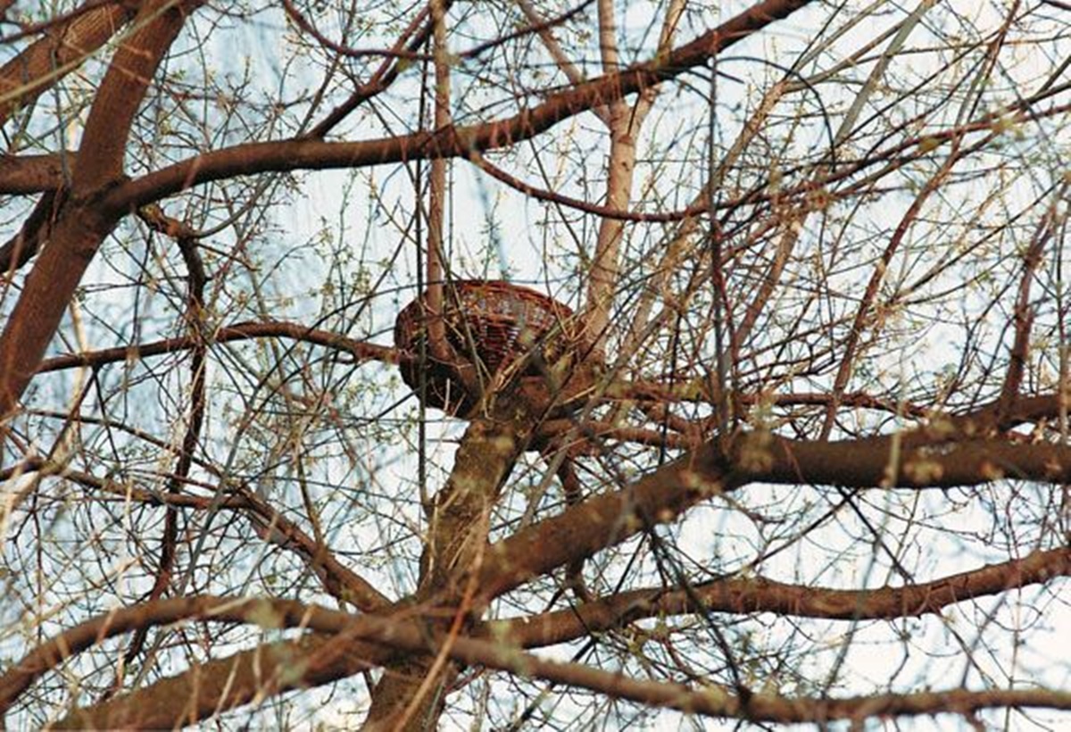 Naturschutzprodukt Nistkorb aus Weidengeflecht D 70 cm Artenschutz Produkt