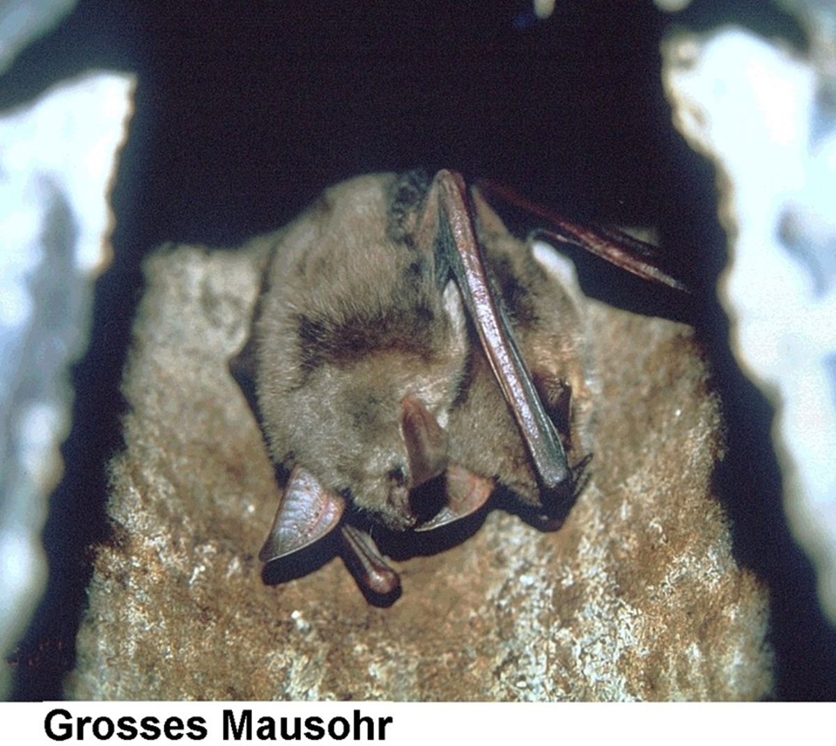 Naturschutzprodukt Fledermaushöhle 2FN speziell für Fledermäuse aus atmungsaktivem Holzbeton