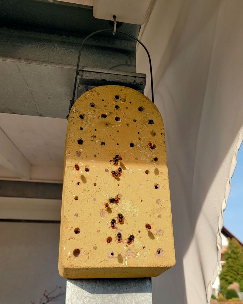 Insektennisthilfe Set 3 Stück - Insektennistblock Insektennistholz Insektennistwand Naturschutz