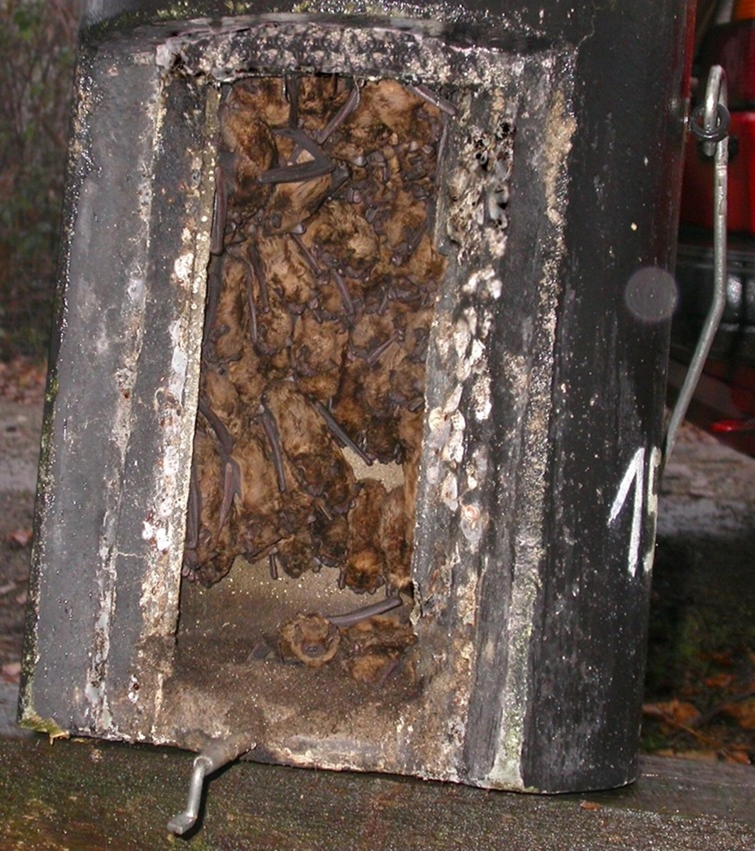 Naturschutzprodukt Fledermaus-Großraum- und Überwinterungshöhle Typ 1FW