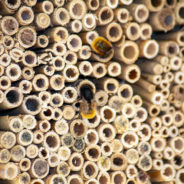 Insektennisthilfe Set 3 Stück - Insektennistblock Insektennistholz Insektennistwand Naturschutz