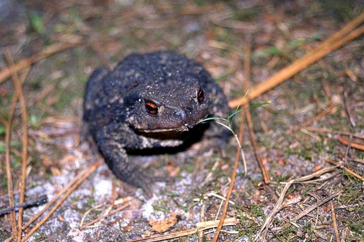 Naturschutzprodukt Amphibienschutzzaun Länge 100 m aus Kunststoffgewebe inkl. Zubehör