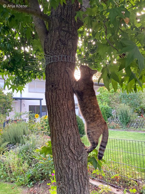 Katzenabwehrgürtel für Bäume Umfang 115 cm - effektiver Kletterschutz für Höhlen- und Freibrüter