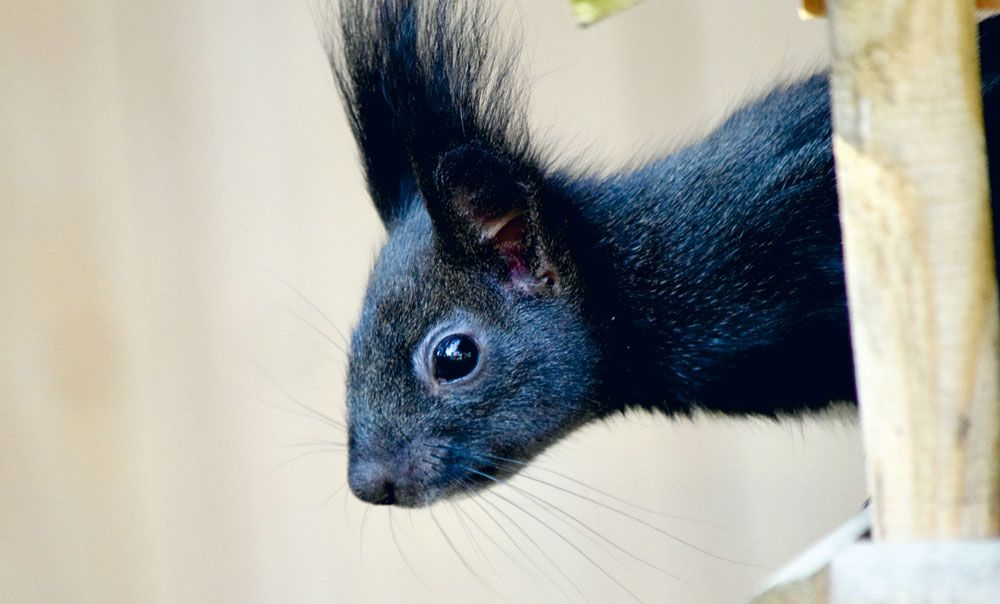 Eichhörnchen-Aufzuchtkobel Naturschutz-Nistkasten für Jungtiere, wetterfest & sicher