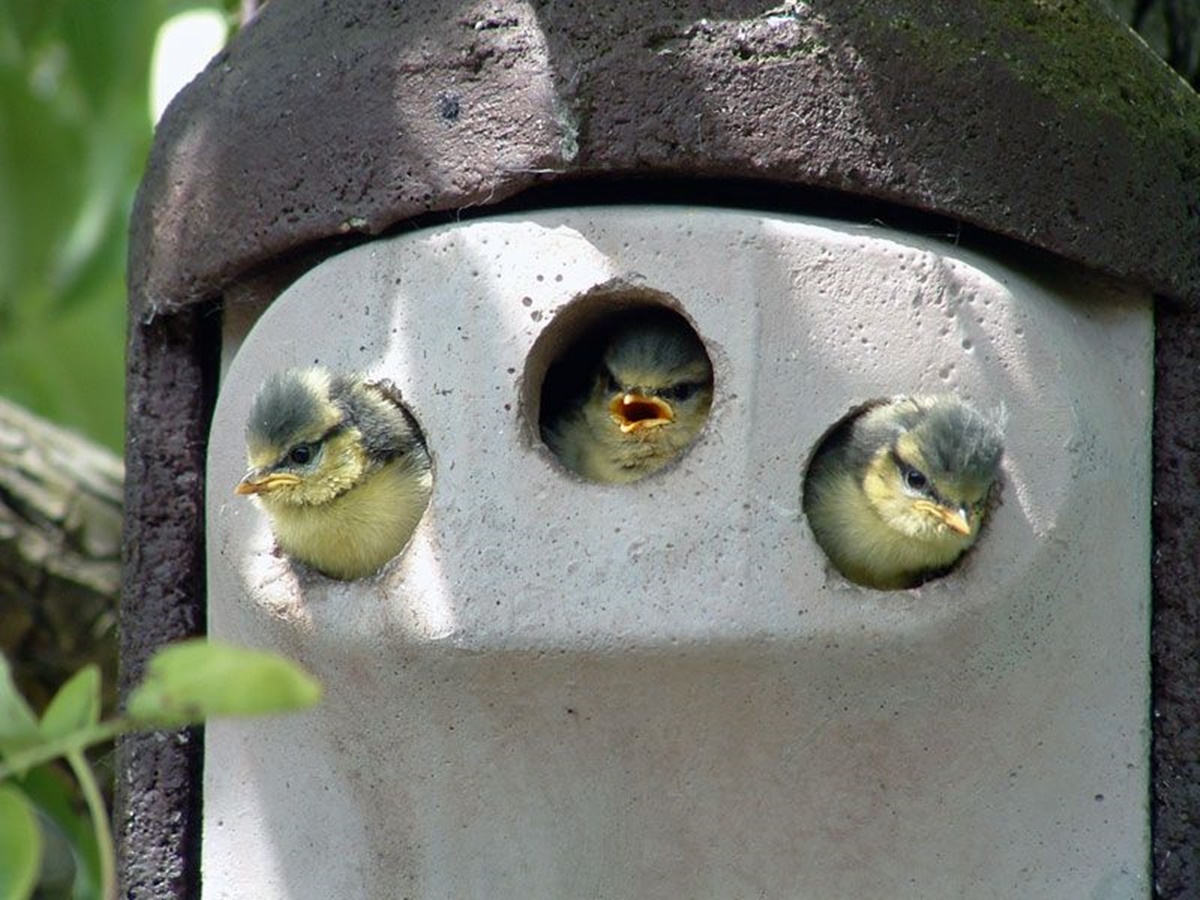 Naturschutzprodukt Nisthöhle Typ 2GR Dreiloch je 27 mm mit Katzen- und Maderschutz Holzbeton