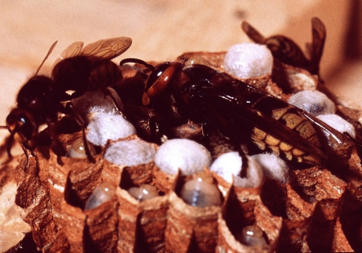 Naturschutzprodukt Hornissenkasten H 60 cm artgereicht aus atmungsaktivem Holzbeton