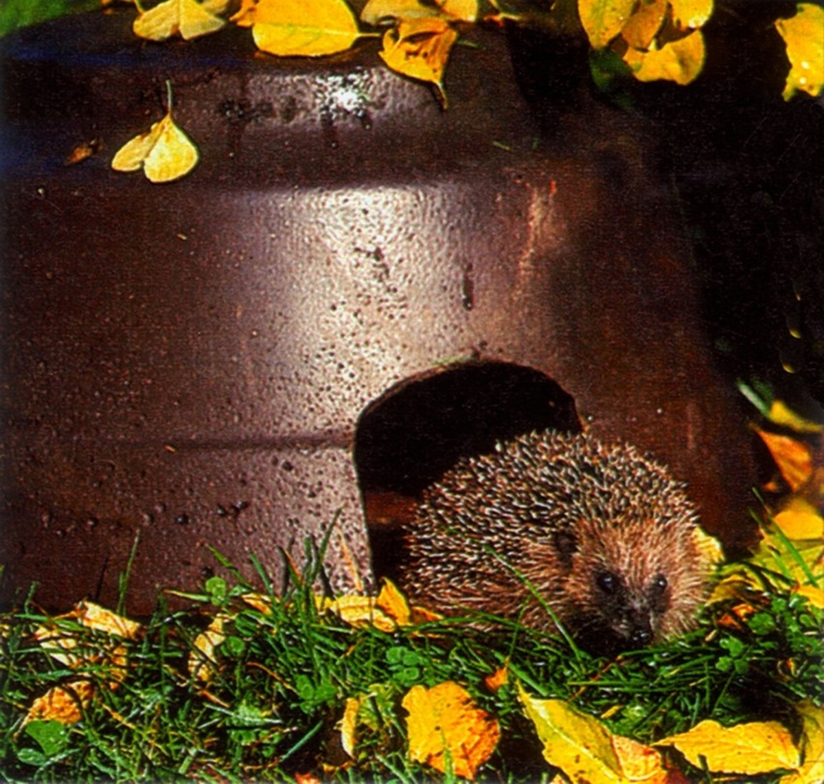 Naturschutzprodukt Igelkuppel mit Isolierboden H 30,5 cm ganzjähriges Quartier aus Holzbeton