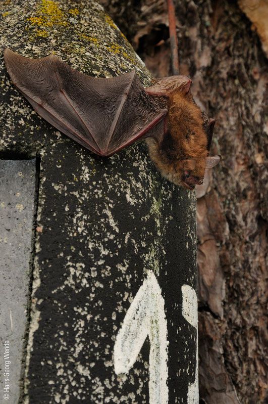 Naturschutzprodukt Fledermaushöhlen Satz 2 Stück Fledermausnistkasten 2F universell