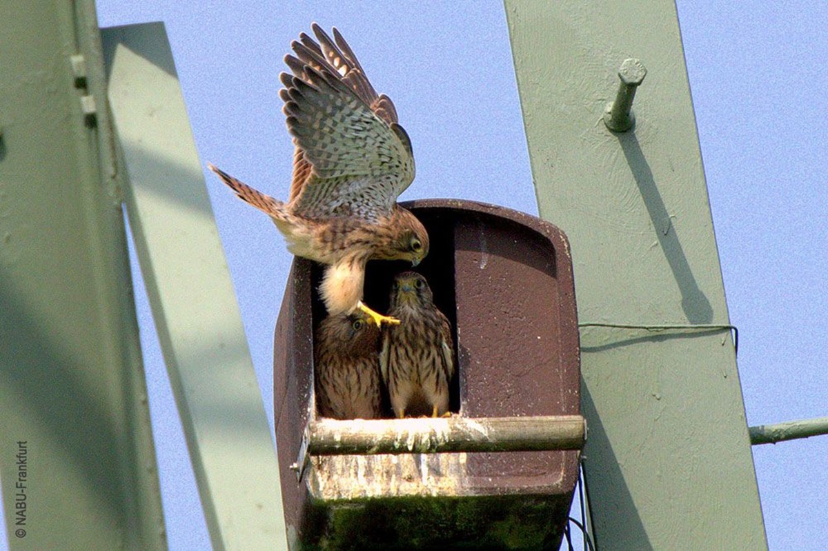 Naturschutzprodukt Turmfalkennisthöhle H 36 cm Typ 28 bewährte Nisthilfe aus Holzbeton