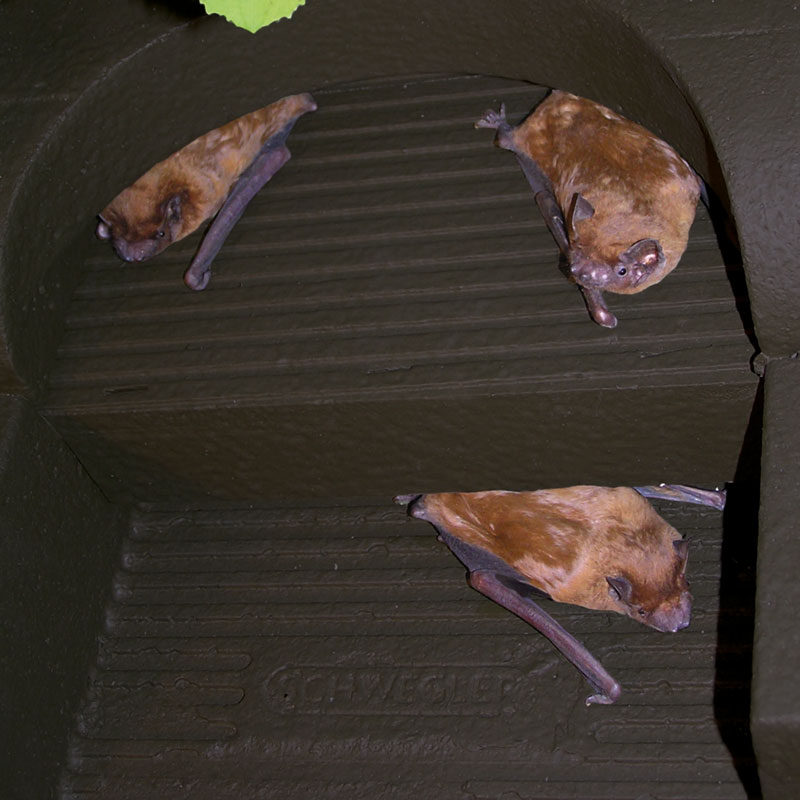 Naturschutzprodukt Fledermaus-Universalhöhle 1FFH Sommerquartier H 87,5cm räubersicher durch Einflug