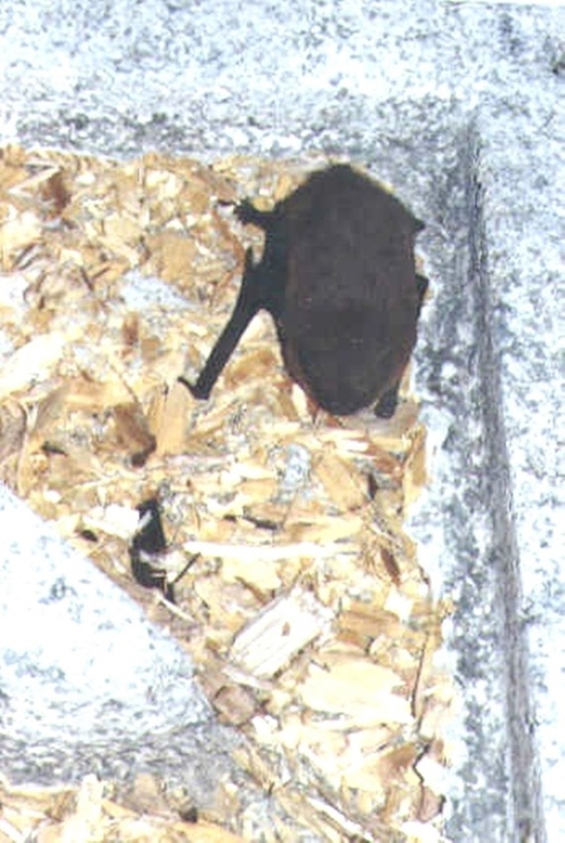 Naturschutzprodukt Fledermaus-Fassadenquartier Typ 1FQ H 60 cm Nistkasten aus Holzbeton