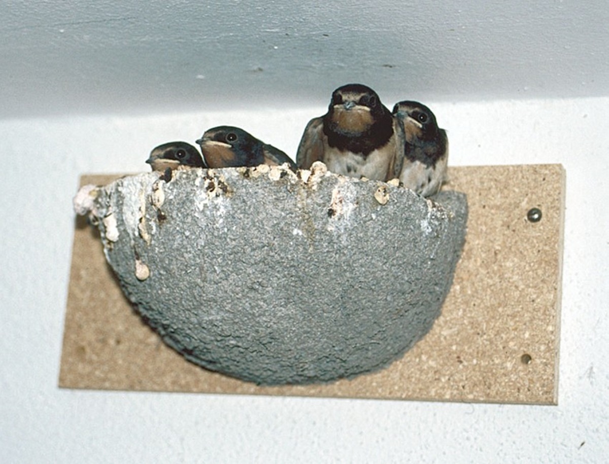 Naturschutzprodukt Rauchschwalbennest-Einzelnest Typ Nr. 10 Artenschutz Produkt napfförmig