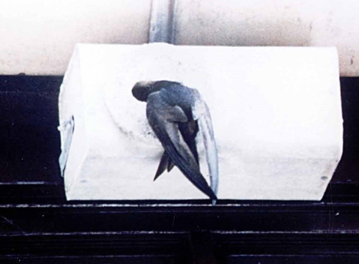 Naturschutzprodukt Mauerseglernistkasten Typ Nr. 17 1-fach am Gebäude aus Leichtbeton