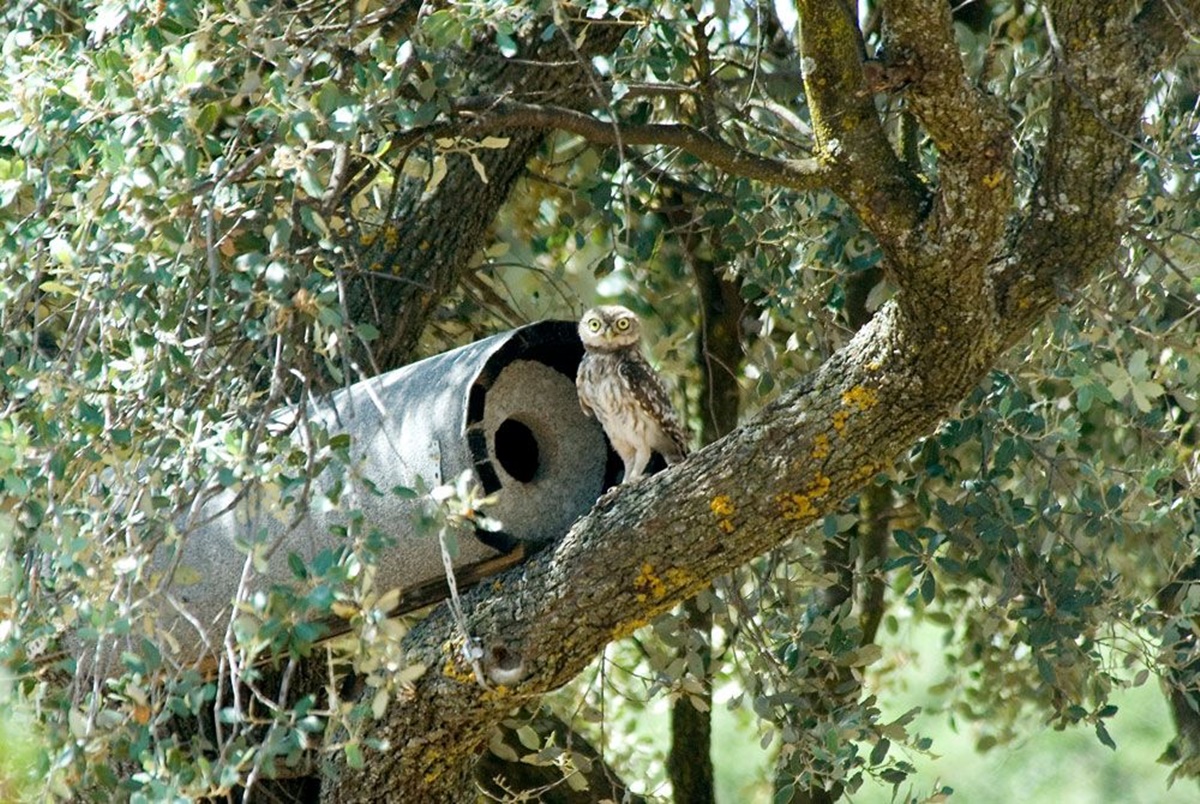 Naturschutzprodukt Steinkauzröhre Typ 20 ohne Marderschutz Artenschutz Produkt