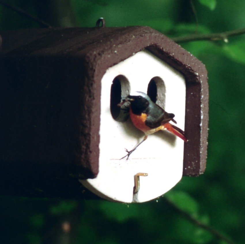 Naturschutzprodukt Set II  Garten räubersicher " 3 Nisthöhlen für Gartenvögel" Artenschutz Produkt