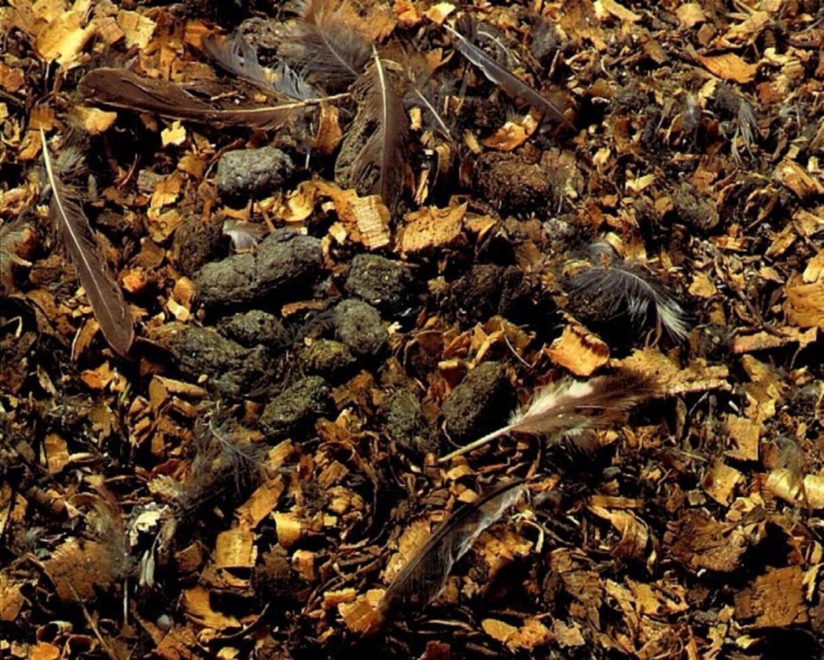 Naturschutzprodukt Steinkauzröhre Typ Nr. 21 mit Marderschutz Nisthilfe Artenschutz