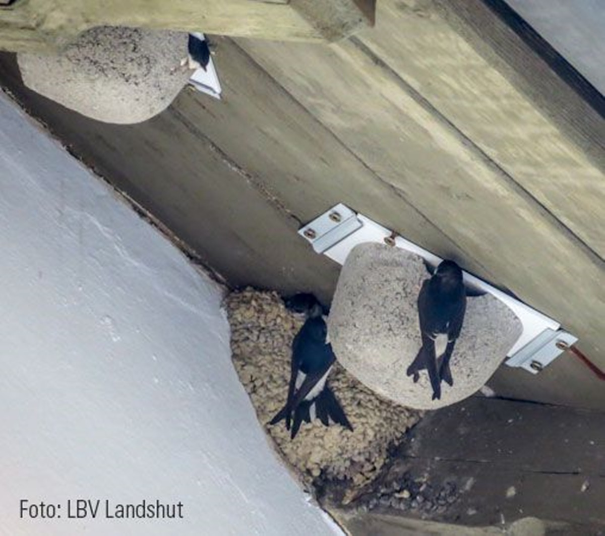 Naturschutzprodukt Mehlschwalben-Einzelnest Typ Nr. 13 Mehlschwalben zur Reihenbildung