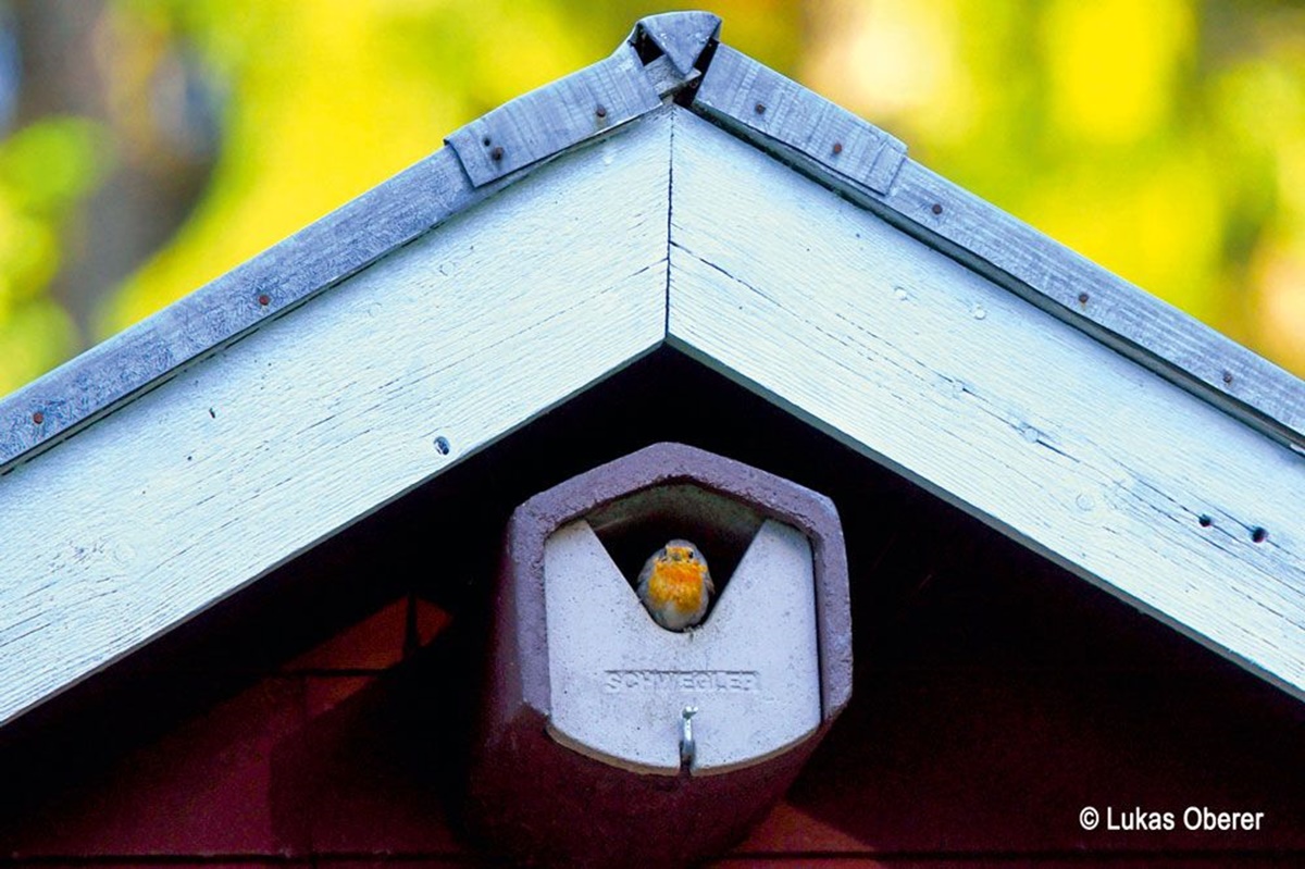 Naturschutzprodukt Halbhöhle Typ 2HW H 20 cm räubersicher Artenschutz Produkt in braun