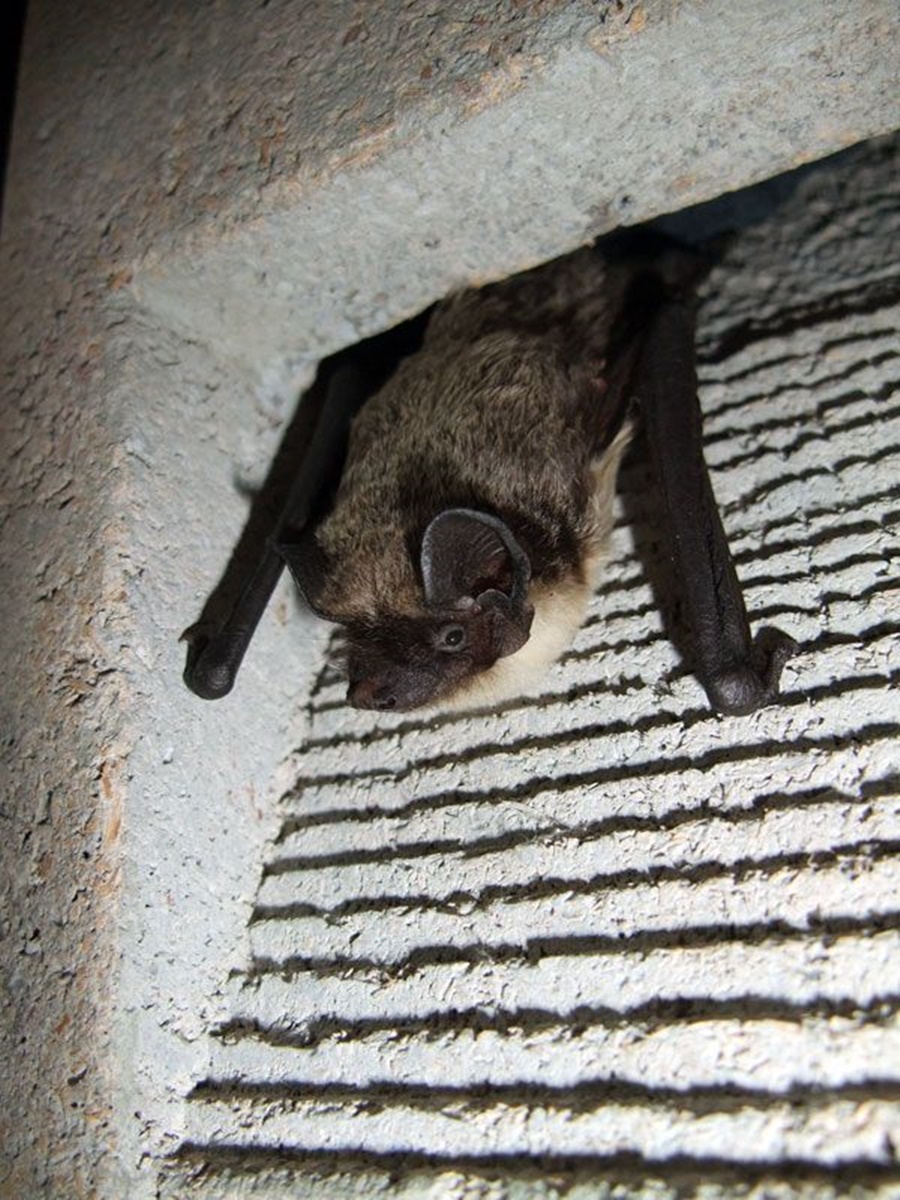 Naturschutzprodukt Fledermaus-Fassadenröhre Typ 2FR zur Reihenbildung H 47,5 cm aus Holzbeton