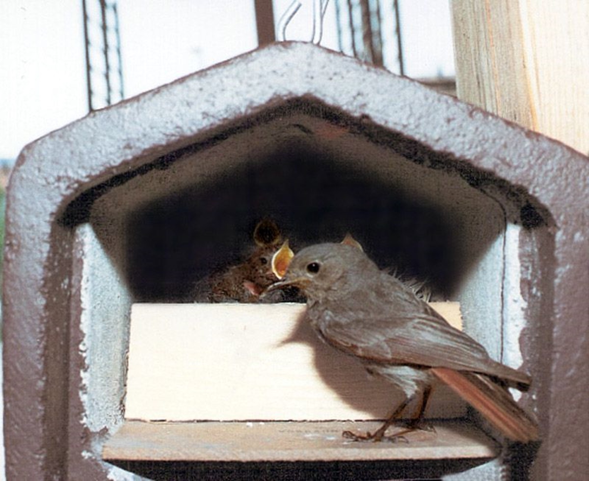 Naturschutzprodukt Halbhöhle Typ 2HW H 20 cm räubersicher Artenschutz Produkt in braun