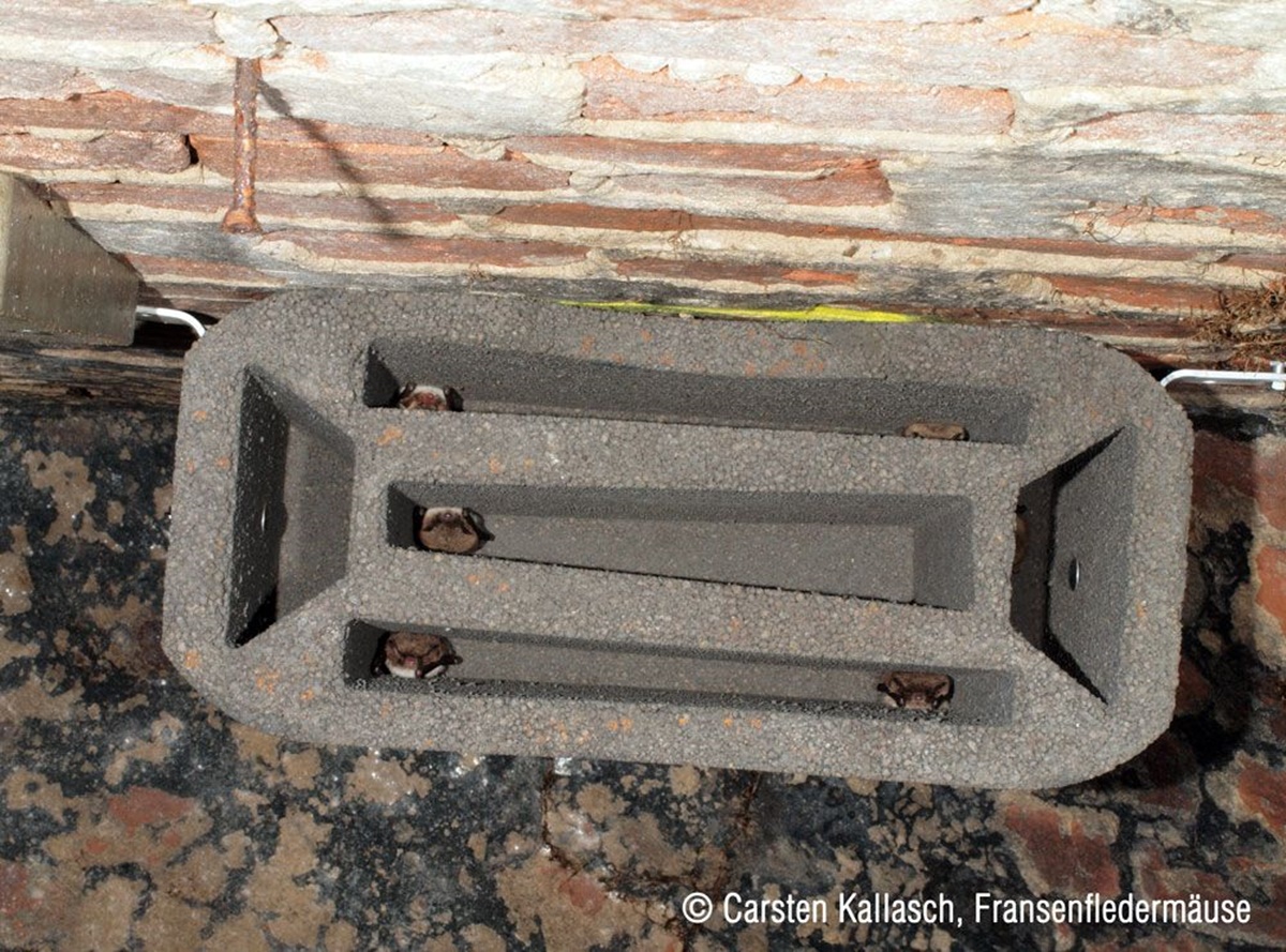 Naturschutzprodukt Fledermaus-Gewölbestein 1GS Nisthilfe H 20 cm aus Spezial-Leichtbeton