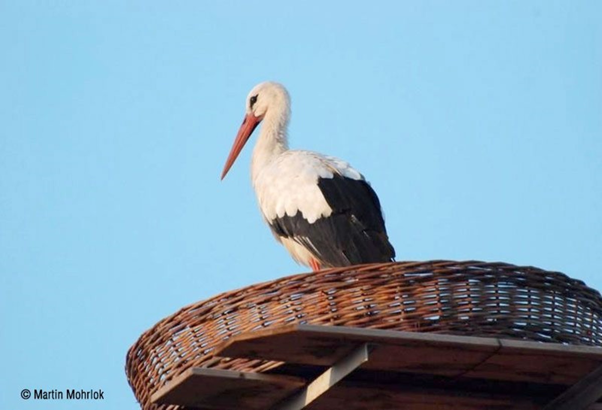 Naturschutzprodukt Nistkorb aus Weidengeflecht D 110 cm Artenschutz für Weißstorch