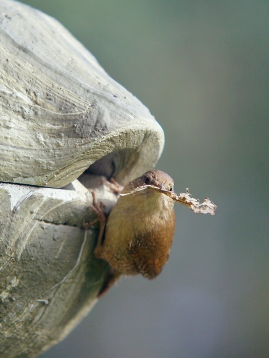 Naturschutzprodukt Nistkasten Nisthilfe Zaunkönigkugel 1ZA Efeu grün Flugloch 30 x 27 mm