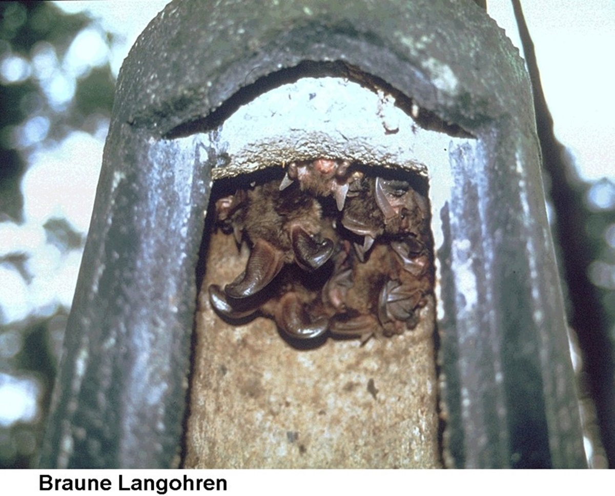 Naturschutzprodukt Fledermaushöhle 2FN speziell für Fledermäuse aus atmungsaktivem Holzbeton
