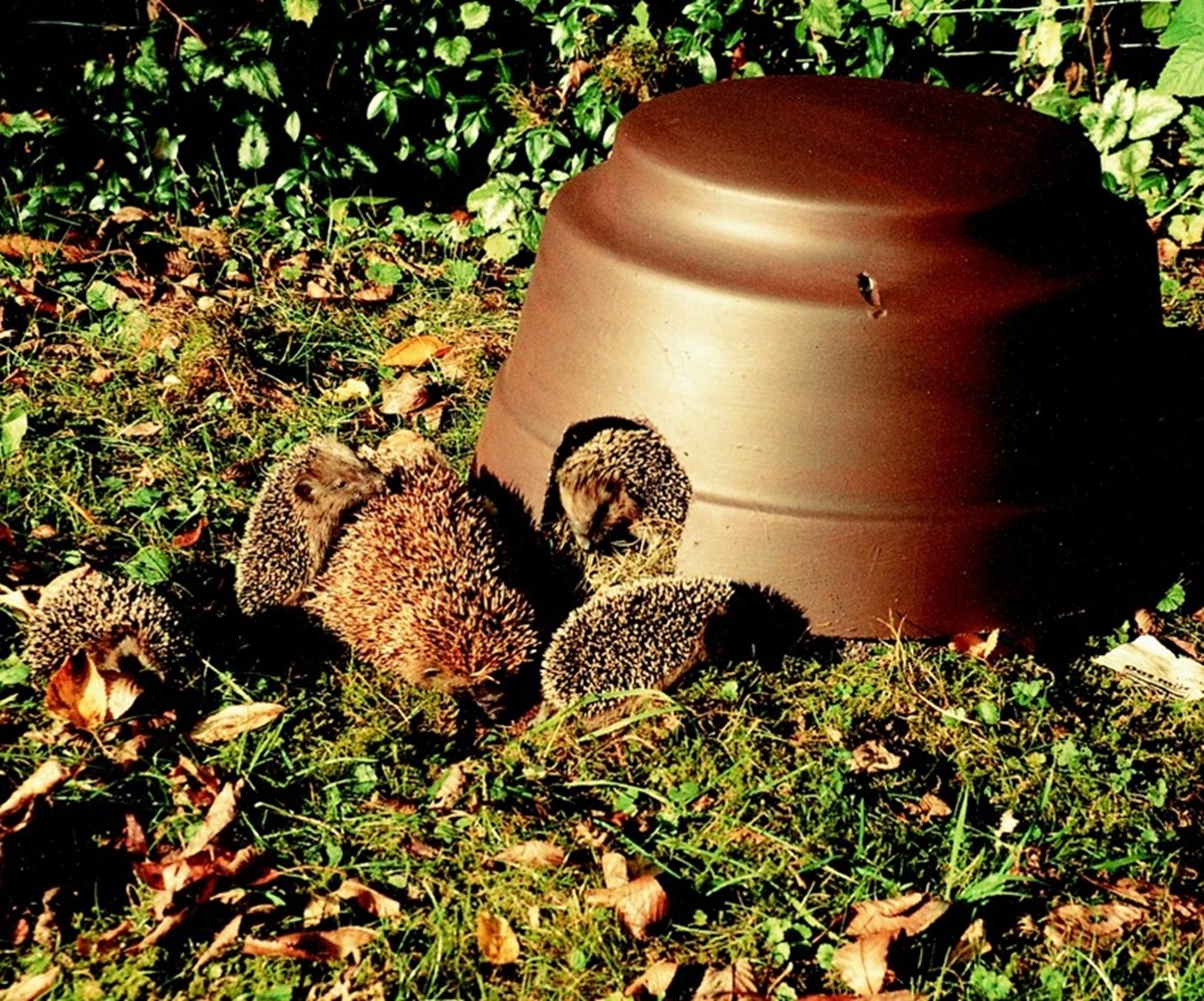Naturschutzprodukt Igelkuppel mit Isolierboden H 30,5 cm ganzjähriges Quartier aus Holzbeton
