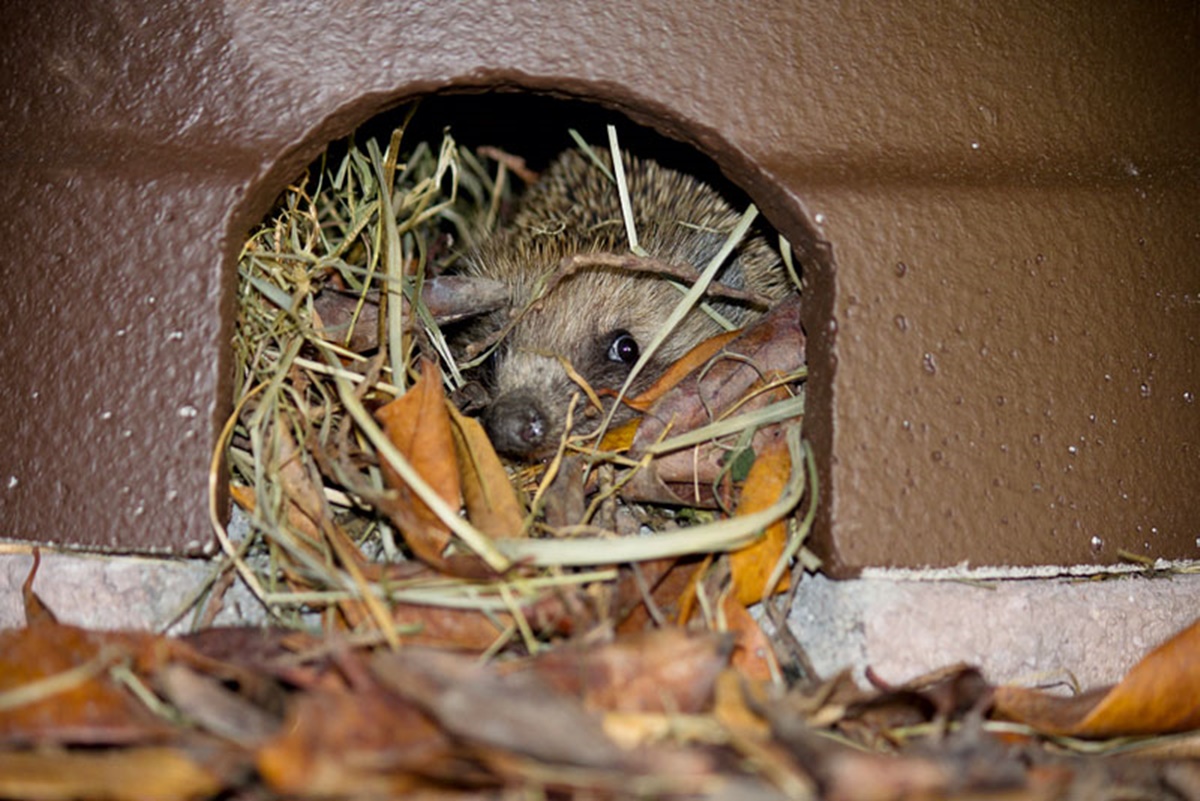 Naturschutzprodukt Igelkuppel mit Isolierboden H 30,5 cm ganzjähriges Quartier aus Holzbeton