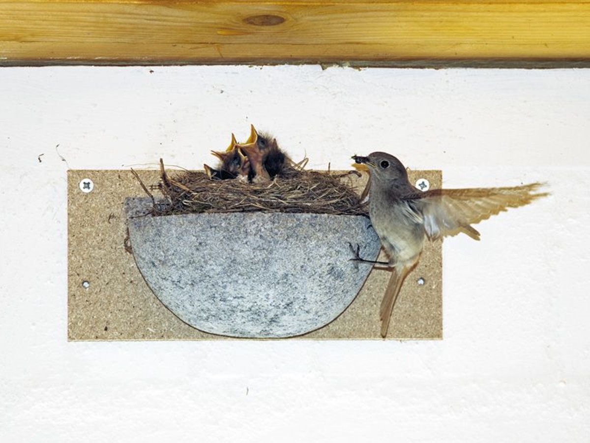 Naturschutzprodukt Rauchschwalbennest-Einzelnest Typ Nr. 10 Artenschutz Produkt napfförmig