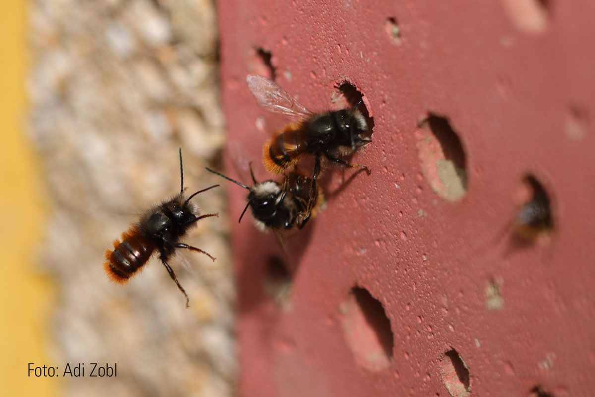 Naturschutzprodukt Insektennistwand mit Füllung aus Lehm und Schilf Insektenhotel