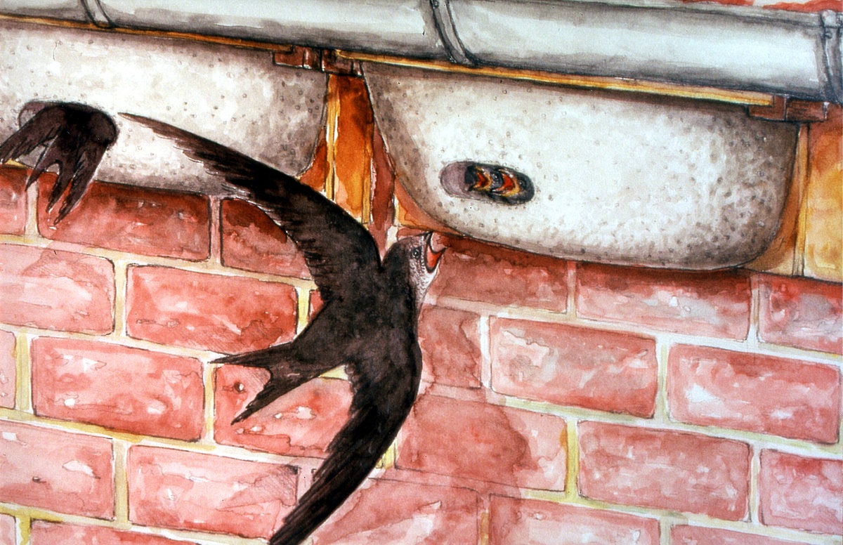 Naturschutzprodukt Mauerseglernest Typ 18 Modell Rögelein Nistkasten für Artenschutz