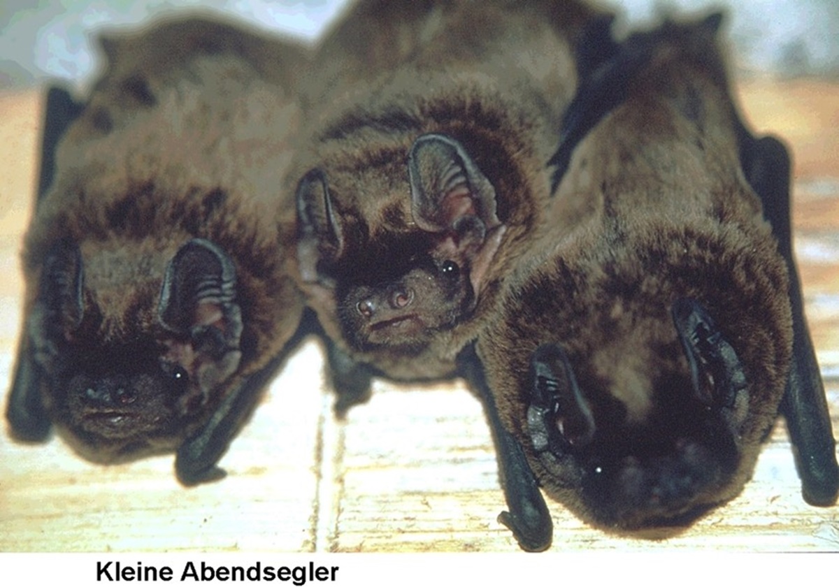 Naturschutzprodukt Fledermausflachkasten 1FF H 43 cm mit eingearbeiteter Holzrückwand Holzbeton