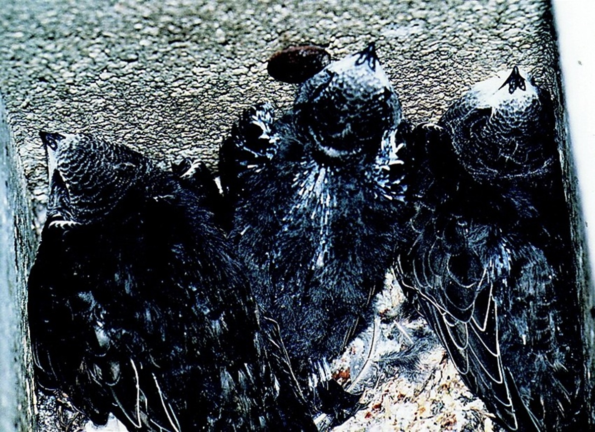 Naturschutzprodukt Mauerseglernistkasten Nr. 17A 3-fach Nisthilfe geeignet für Koloniebildung