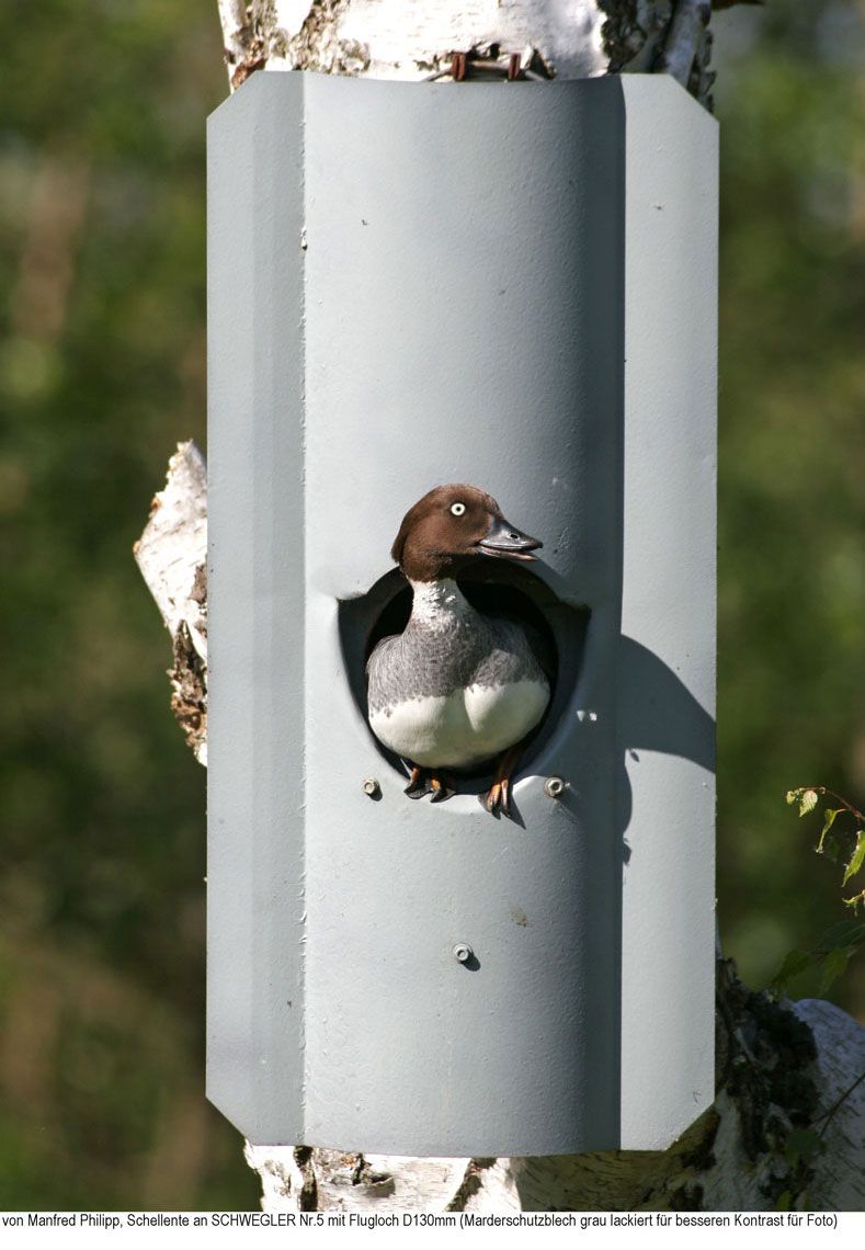 Naturschutzprodukt Eulenhöhle Typ Nr. 5 mit Marderschutz