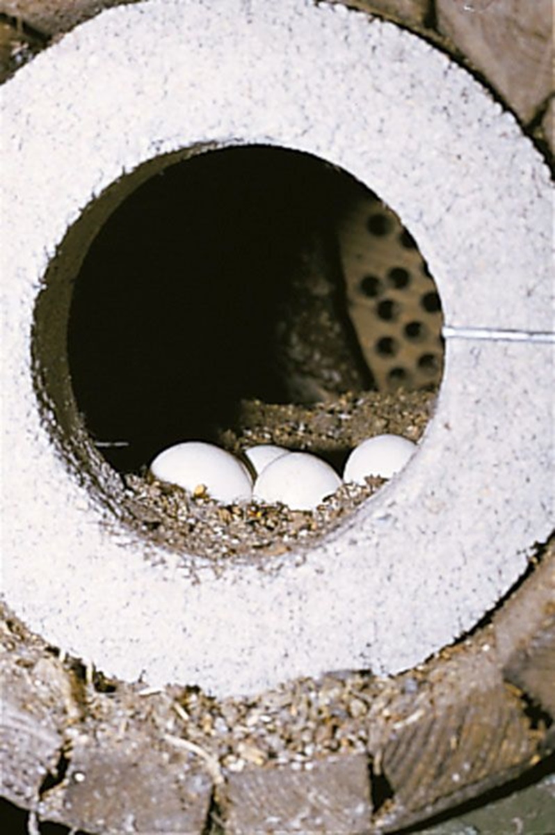 Naturschutzprodukt Steinkauzröhre Typ 20A mit Marderschutz Nisthilfe für wichtigen Artenschutz