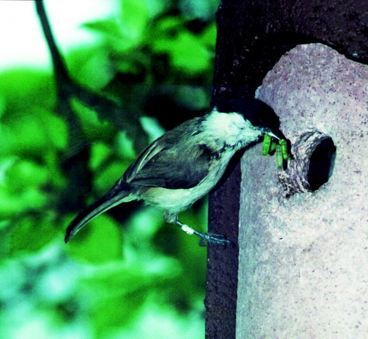 Naturschutzprodukt Nisthöhle Typ 1B Flugloch 26 mm braun Nisthilfe aus Holzbeton für Kleinmeisen