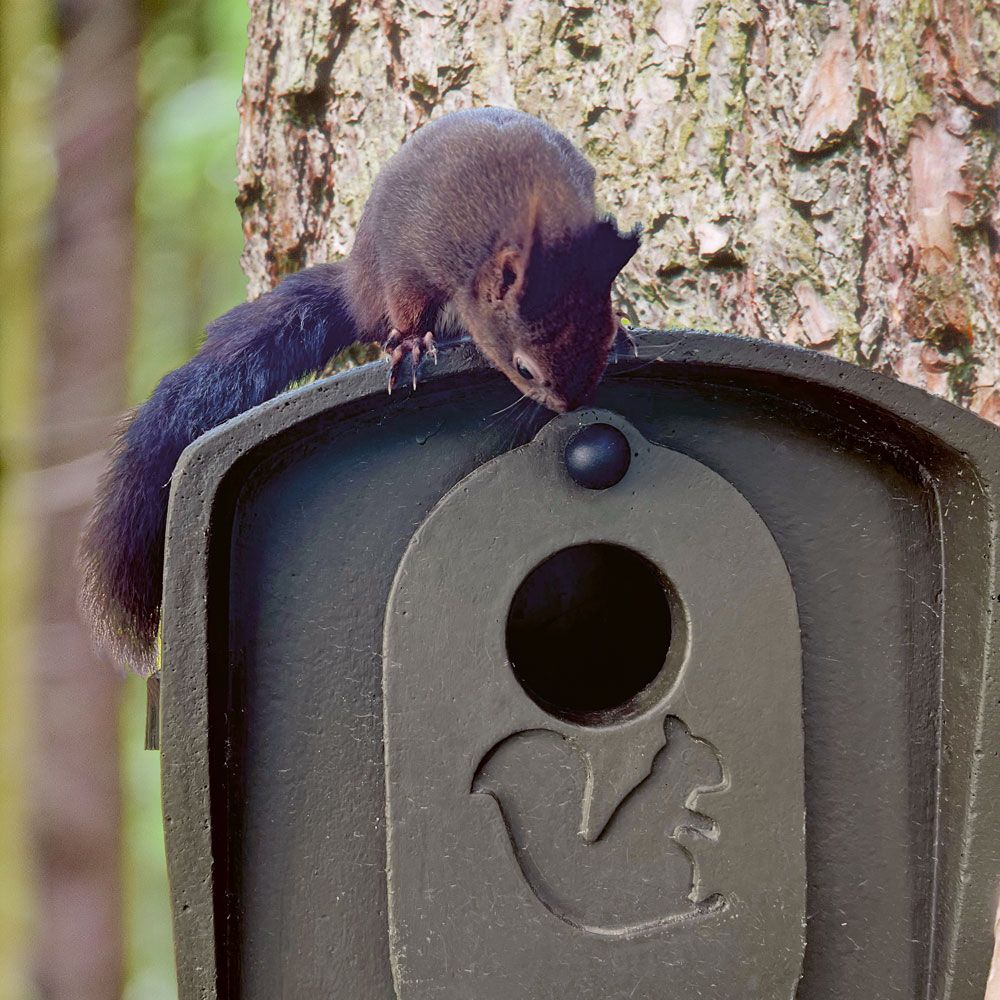 Eichhörnchen-Aufzuchtkobel Naturschutz-Nistkasten für Jungtiere, wetterfest & sicher