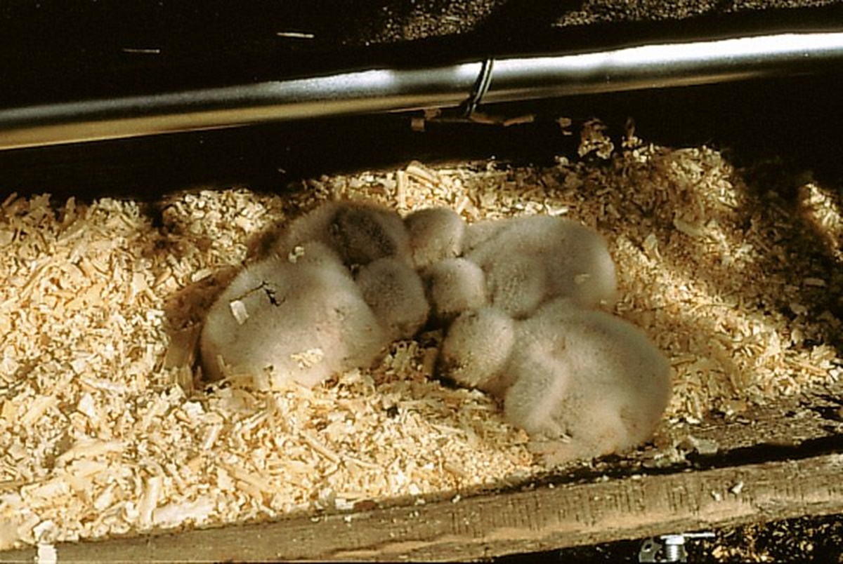 Naturschutzprodukt Steinkauzröhre Typ Nr. 22 Schaukelröhre mit Marderschutz durch Geruchsstoff