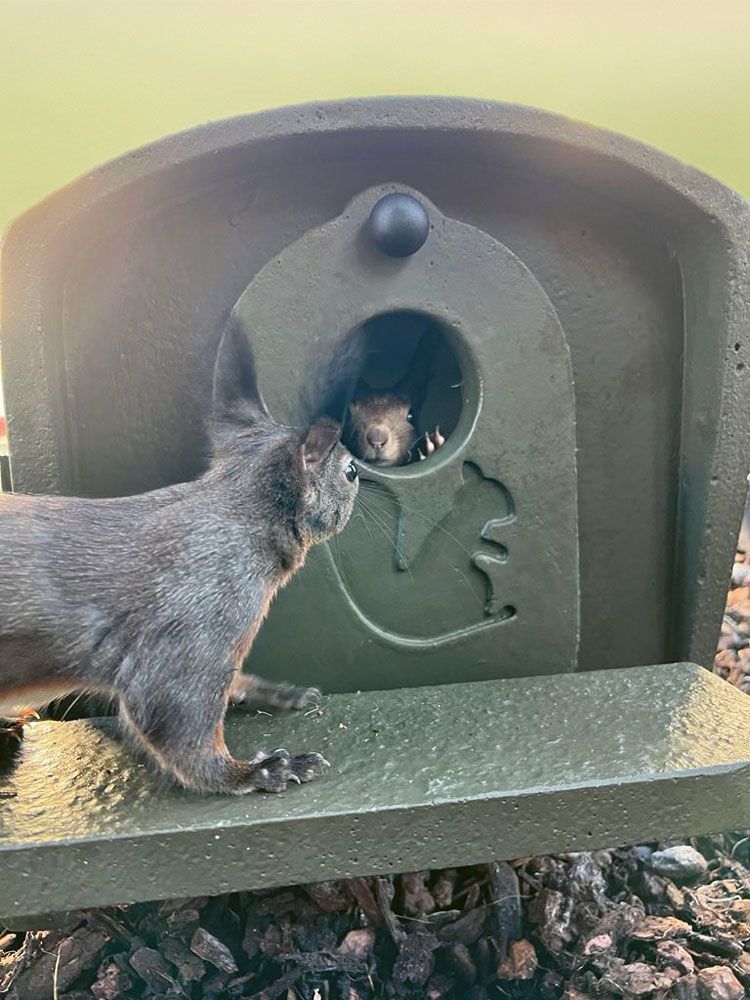 Eichhörnchen-Aufzuchtkobel Naturschutz-Nistkasten für Jungtiere, wetterfest & sicher