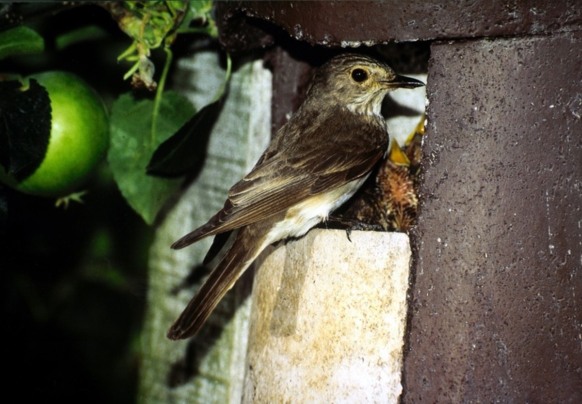 Naturschutzprodukt Halbhöhle Satz 2 Stück Typ 2H ohne Katzen- und Marderschutz